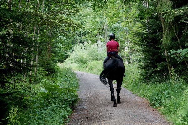 Trail Rides